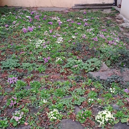 Bright In Doktorska Gradina Apartman *